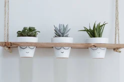 Evila Rephylla till Krukor