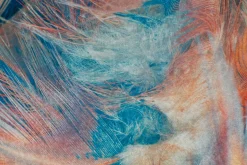 Furgon Entrematta 80x200 cm
