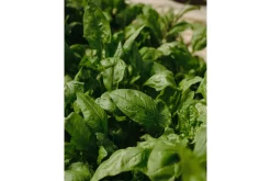 Poster Green leaf 30x40 cm