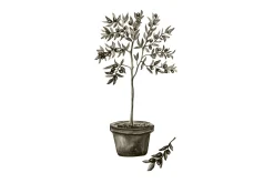 Poster Olive 70x100 cm