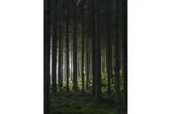 Poster Woods 70x100 cm